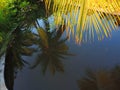 Tropical palm plants are reflected in a small pond in  garden Royalty Free Stock Photo