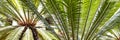 Tropical palm rtrees in pots in the garden