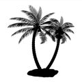 Tropical palm silhouette