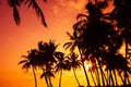 Tropical palm silhouettes on ocean beach