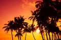 Tropical palm silhouettes on ocean beach at vivid sunset