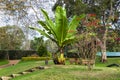 Tropical palm tree in Aberdare park, Kenya Royalty Free Stock Photo