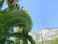 Tropical palm tree against the background of the blue sky and mountains in Antalya, Turkey. Exotic tropical leaves, nature of Royalty Free Stock Photo