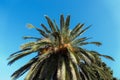 Tropical palm tree against blue sky background in summer Royalty Free Stock Photo