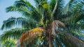 Tropical palm tree against blue sky at the beach in Malaysia. Coconut cluster on the tree. Summer vacation and nature travel Royalty Free Stock Photo