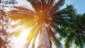 Tropical palm tree against blue sky at the beach in Malaysia during sunset. Coconut cluster on the tree. Summer vacation and Royalty Free Stock Photo