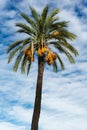 Tropical palm tree against a blue sky, its branches laden with ripe fruits Royalty Free Stock Photo