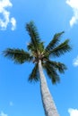 Tropical palm tree against blue sky Royalty Free Stock Photo