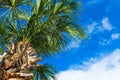 Tropical palm tree against blue sky Royalty Free Stock Photo