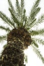 Tropical palm tree against the sky, bottom view Royalty Free Stock Photo