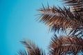 tropical palm tree against the sunset sky. vintage burnt-out style. postcard