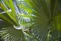 Tropical palm tree background