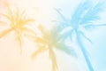 Tropical Palm Tree background - pastel summer color. vintage retro tones Royalty Free Stock Photo