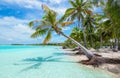 Tropical palm tree and beach paradise of Fakarava Island, French Polynesia. Royalty Free Stock Photo