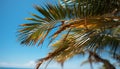 Tropical palm tree, blue sea, sandy beach generated by AI Royalty Free Stock Photo