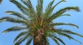 Tropical palm tree and blue sky Royalty Free Stock Photo