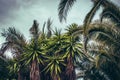 Tropical palm tree with blue sky and cloud concept photo. Summer vacation and nature travel adventure.