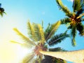 Tropical palm tree, bottom view, against blue sky and bright sunlight Royalty Free Stock Photo