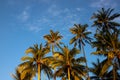 Tropical palm tree branch on blue sky background. Many palm trees in sunset banner template. Summer travel destination Royalty Free Stock Photo