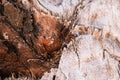 Tropical palm tree brown bark texture, closeup, natural background, the rough surface of the exotic palm trunk Royalty Free Stock Photo