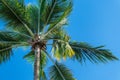 Tropical palm tree close up against a blue sunny sky Royalty Free Stock Photo