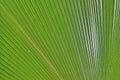 palm leaf tree coconut background close up copy-space Royalty Free Stock Photo