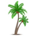 Tropical palm tree with coconuts