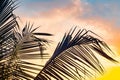 Tropical palm tree with colorful bokeh sun light on sunset sky cloud abstract background. Summer vacation and nature travel Royalty Free Stock Photo