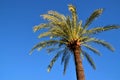 Tropical palm tree detail with clear blue sky background Royalty Free Stock Photo