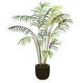 Tropical palm tree in flowerpot