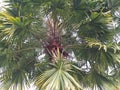 Tropical Palm Tree Foliage Against Bright Sky Royalty Free Stock Photo