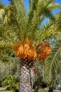 Tropical Palm Tree with Fruit Bunches Royalty Free Stock Photo