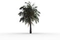 Tropical palm tree with green foilage