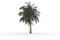 Tropical palm tree with green foilage