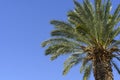 Tropical palm tree with green palm branches against a clear blue sky. Summer, vacation, relaxation, sun concept. Royalty Free Stock Photo