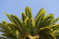 Tropical palm tree with green palm branches against a clear blue sky. Summer, vacation, relaxation, sun concept. Royalty Free Stock Photo