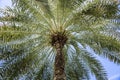 Tropical palm tree with green palm branches against a clear blue sky. Summer, vacation, relaxation, sun concept. Royalty Free Stock Photo