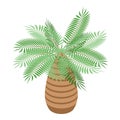 Tropical palm tree icon, isometric style Royalty Free Stock Photo