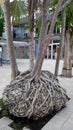 Tropical tree with interesting roots