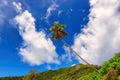Tropical palm tree in Jamaica on Caribbean sea Royalty Free Stock Photo