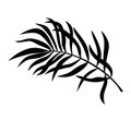 Tropical Palm Tree Leaf Black Silhouette Vector Drawing.