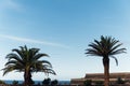 Tropical palm tree leaves sway in a gentle breeze against blue sky Royalty Free Stock Photo