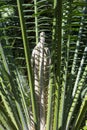 Tropical palm tree malele or kwango giant cycad Encephalartos laurentianus from Angola, Arfica Royalty Free Stock Photo