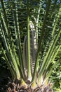 Tropical palm tree malele or kwango giant cycad Encephalartos laurentianus from Angola, Arfica Royalty Free Stock Photo