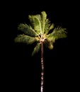 Tropical Palm Tree at Night Royalty Free Stock Photo