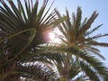 Tropical palm tree over beautiful blue sky. Relaxing, discovering and enjoying the tropical vacations. Royalty Free Stock Photo