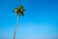 Tropical palm tree over blue sky background Royalty Free Stock Photo