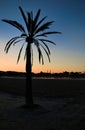 Tropical palm tree silhouetted against a vibrant sunset sky on a beach Royalty Free Stock Photo
