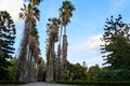 Tropical palm tree in Spain