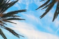 Tropical Palm Tree With Sun Light On Blue Sky. Summer Vacation And Travel Concept. Vintage Tone Filter Effect Color Style.